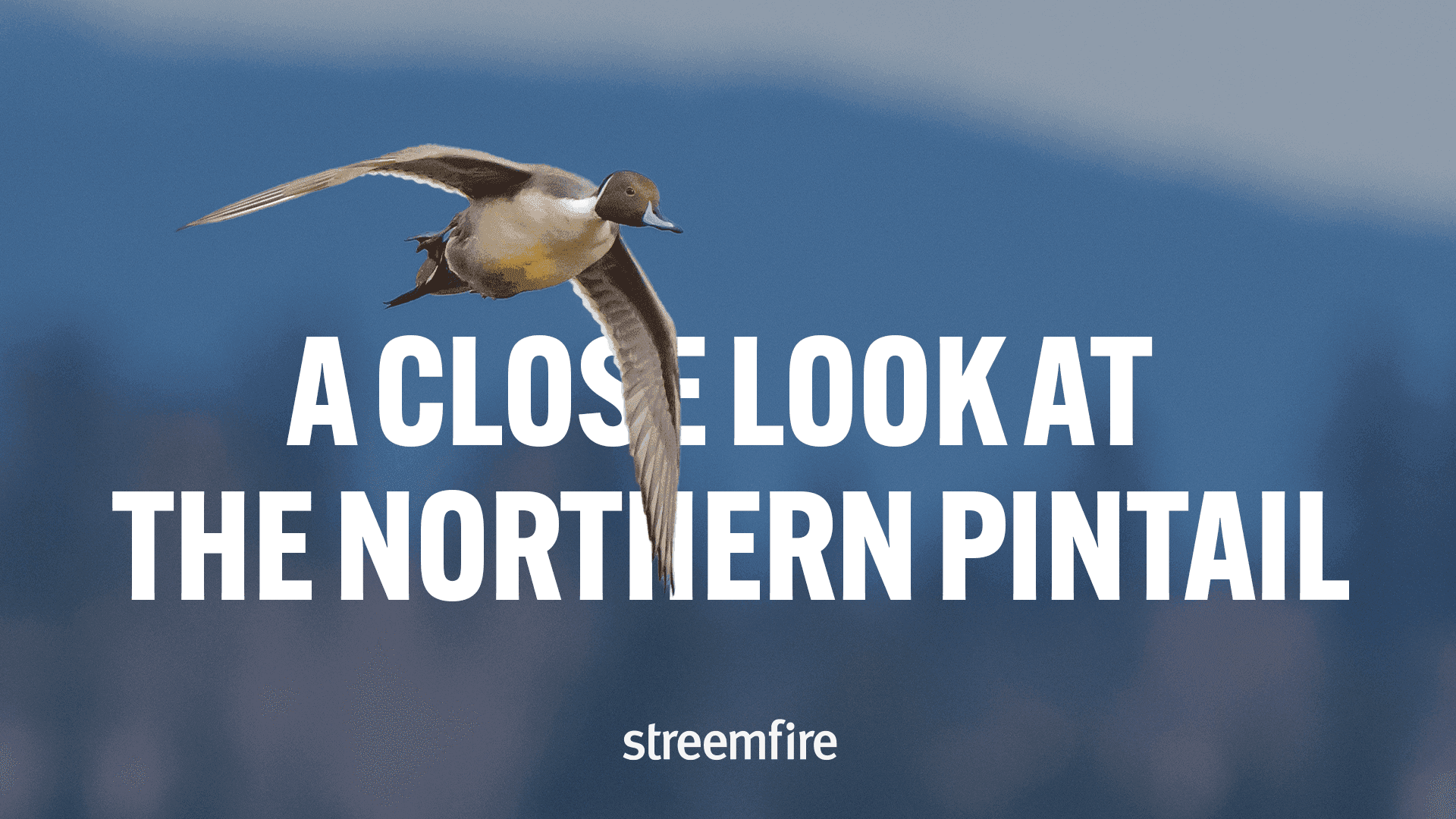 Northern Pintail: Habitation, Conservation & Hunting